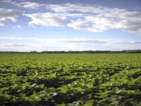 Campo agricola en venta: 134 hectareas con costa al Ri­o San Juan, Colonia