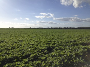 Campo agricola en venta: 134 hectareas con costa al Ri­o San Juan, Colonia