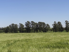 Chacaras de 1 hectare em San Pedro, Colonia, com importantes vistas ao rio e a campina